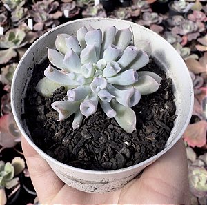 E. PIG NOSE POTE 9