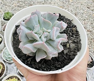 E. PIG NOSE POTE 9