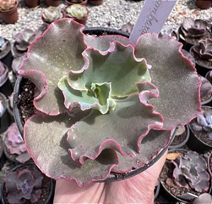 E. GIBB. LOMBARDO POTE 11