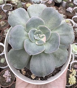 E. VENEZUELENSIS VAR. POTE 9