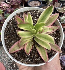 C. CAMPFIRE VAR. POTE 9