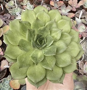 E. GREEN ROSE POTE 9