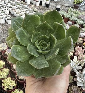 E. GREEN ROSE POTE 9