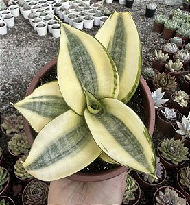 MINI ESPADA VAR. CUIA 13