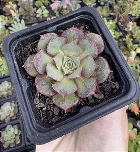 E. LONGISSIMA POTE 7