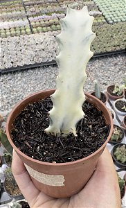 EUPHORBIA LÁCTEA VARIEGATA POTE 9