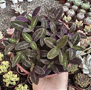 RUELLIA MAKOYANA (PLANTA VELUDO) CUIA 13