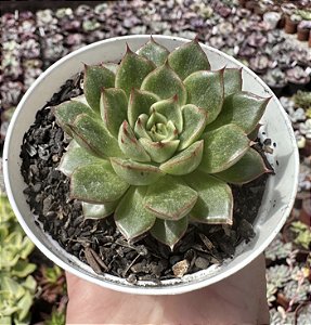 E. FIONA X LILACINA POTE 9