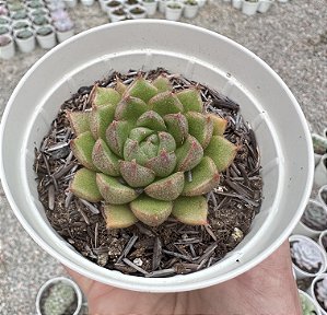 E. SETORUM VICTOR POTE 9