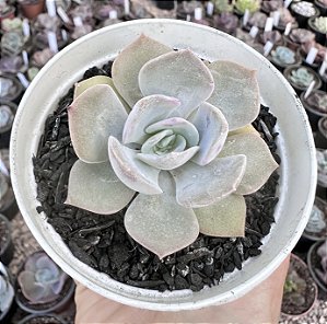 E. DIVA POTE 9