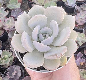 E. LUNAR WORD POTE 9