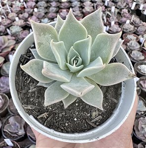 E. AQUILA POTE 9
