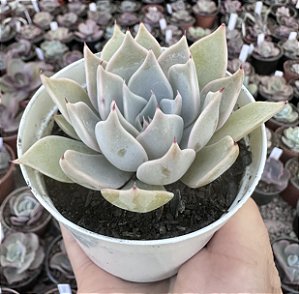E. LAUNIZ POTE 9