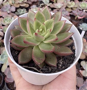E. AGAV. SCORPION POTE 9
