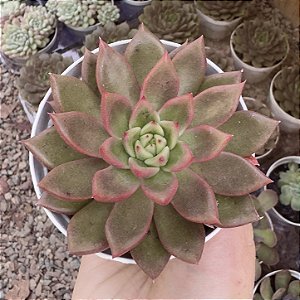 E. AGAV. SCORPION POTE 9
