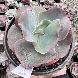 E. GIBB. CUENCA POTE 11