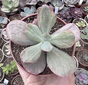 E. GIBB. DREAMS AND PHANTASMS POTE 9