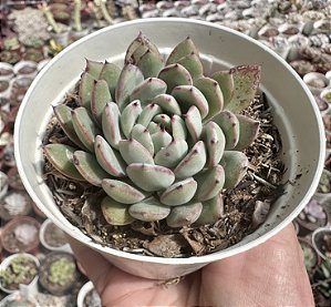 E. CAAMANOI POTE 9
