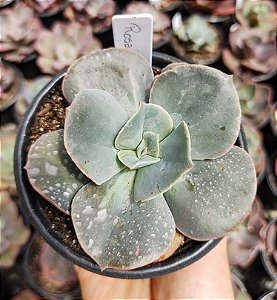 E. GIBB. ROSA DE JADE POTE 11