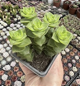 C. PERFORATA VERDE POTE 7