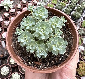 RHODIOLA PACHYCLADOS POTE 9