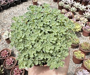 RHODIOLA PACHYCLADOS POTE 9
