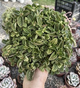 PEPEROMIA ASA DE ANJO CUIA 13