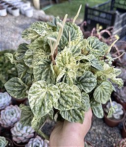 PEPEROMIA CAPERATA VAR. CUIA 13