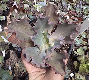 E. GIBB. TAMBORA POTE 9