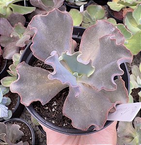 E. GIBB. TAMBORA POTE 11