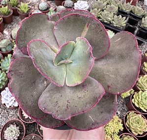 E. SUYON POTE 11