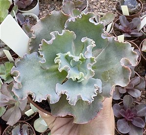 E. GIBB. VERRUGAS POTE 9