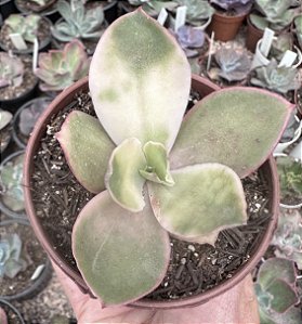 E. SWEET SNOW VAR. POTE 9