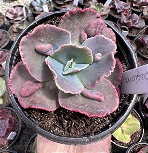 E. LEGIANA POTE 11