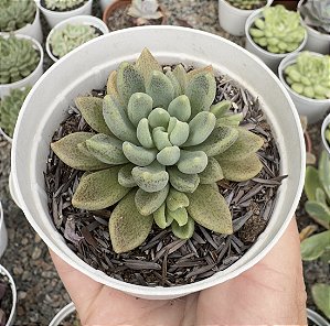 SINOCRASSULA DESINROSULATA POTE 9