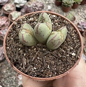 CONOPHYTUM BILOBUM POTE 6 (sem raiz)