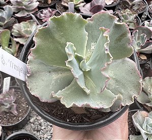 E. GIBB. MARJORIE POGUE POTE 11