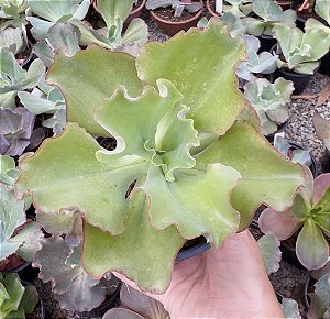 E. GIBB. EASTER BONNET POTE 11