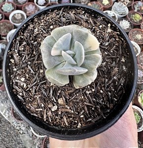 E. CUBIC FROST VAR. (POUCA VARIEGAÇÃO) POTE 9