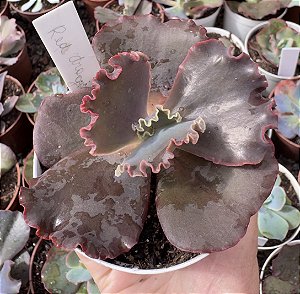 E. GIBB. RED DRAGON POTE 9