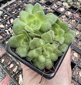 C. ORBICULARIS POTE 7