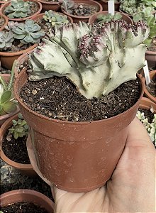 EUPHORBIA CRISTATA VAR. POTE 9