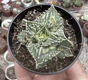 F. TUBERCULOSA POTE 6