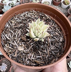 GRAP. SILVER STAR VAR. POTE 9 pequena