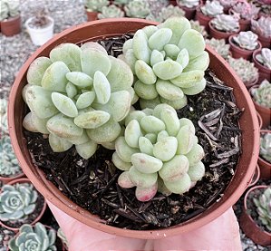 E. CUTE BEAN COLÔNIA POTE 9