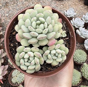 E. CUTE BEAN COLÔNIA POTE 9