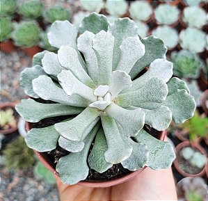 SENECIO SCAPOSUS VAR. ADOENSIS POTE 9