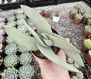 C. FALCATA VAR. PERFOLIATA POTE 9