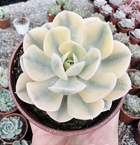 E. AKAIHOSHI POTE 9