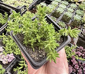 C. TETRAGONA POTE 7